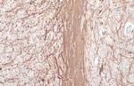 MBP Antibody in Immunohistochemistry (Paraffin) (IHC (P))