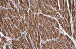 MYL2 Antibody in Immunohistochemistry (Paraffin) (IHC (P))