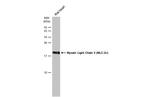 MYL2 Antibody in Western Blot (WB)