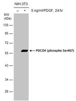 Phospho-PDCD4 (Ser457) Antibody in Western Blot (WB)