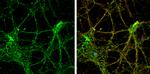 Reelin Antibody in Immunocytochemistry (ICC/IF)