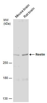 Reelin Antibody in Western Blot (WB)