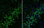 Reelin Antibody in Immunohistochemistry (Frozen) (IHC (F))