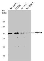 Ataxin 1 Antibody in Western Blot (WB)