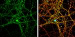 pan Synuclein Antibody in Immunocytochemistry (ICC/IF)