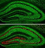 pan Synuclein Antibody in Immunohistochemistry (Frozen) (IHC (F))