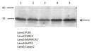 PTGR1 Antibody in Western Blot (WB)