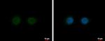 Nesprin 2 Antibody in Immunocytochemistry (ICC/IF)