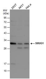 SMUG1 Antibody in Western Blot (WB)