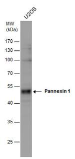 Pannexin 1 Antibody in Western Blot (WB)