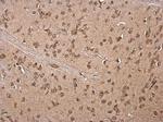 LSM14A Antibody in Immunohistochemistry (Paraffin) (IHC (P))