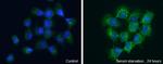 WIPI2 Antibody in Immunocytochemistry (ICC/IF)