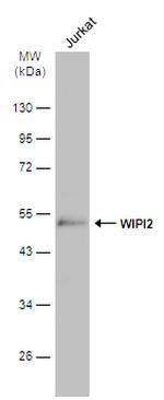 WIPI2 Antibody in Western Blot (WB)