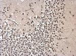 PRPF31 Antibody in Immunohistochemistry (Paraffin) (IHC (P))