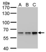 PRPF31 Antibody in Western Blot (WB)