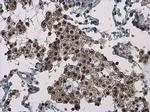 TRMT2A Antibody in Immunohistochemistry (Paraffin) (IHC (P))