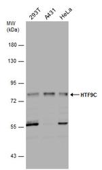 TRMT2A Antibody in Western Blot (WB)