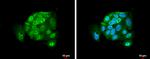 AGO2 Antibody in Immunocytochemistry (ICC/IF)