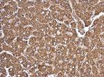 AGO2 Antibody in Immunohistochemistry (Paraffin) (IHC (P))