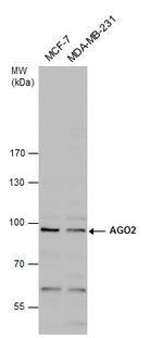 AGO2 Antibody in Western Blot (WB)