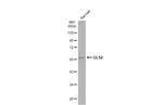 GLS2 Antibody in Western Blot (WB)