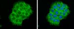 GIT1 Antibody in Immunocytochemistry (ICC/IF)