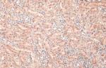 Lass2 Antibody in Immunohistochemistry (Paraffin) (IHC (P))