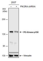 PIK3R4 Antibody