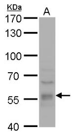 DYNC1LI1 Antibody in Western Blot (WB)