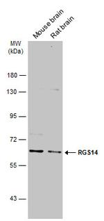 RGS14 Antibody in Western Blot (WB)