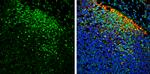 SAP102 Antibody in Immunohistochemistry (Frozen) (IHC (F))