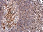 CNTNAP1 Antibody in Immunohistochemistry (Paraffin) (IHC (P))