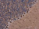 NLGN3 Antibody in Immunohistochemistry (Paraffin) (IHC (P))