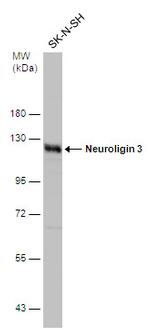 NLGN3 Antibody in Western Blot (WB)