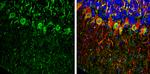 PHD2 Antibody in Immunohistochemistry (Frozen) (IHC (F))