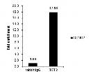 TET2 Antibody in ChIP Assay (ChIP)