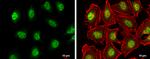 TET2 Antibody in Immunocytochemistry (ICC/IF)