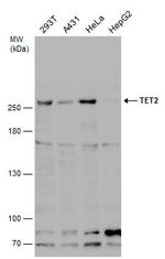 TET2 Antibody in Western Blot (WB)