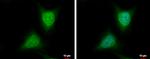 WDYHV1 Antibody in Immunocytochemistry (ICC/IF)