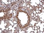 WDYHV1 Antibody in Immunohistochemistry (Paraffin) (IHC (P))