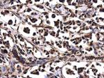 WDYHV1 Antibody in Immunohistochemistry (Paraffin) (IHC (P))