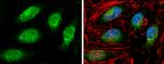 RIF1 Antibody in Immunocytochemistry (ICC/IF)