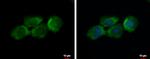 C12orf11 Antibody in Immunocytochemistry (ICC/IF)