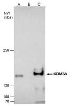 JMJD1A Antibody in Immunoprecipitation (IP)