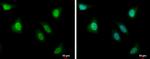 PBK Antibody in Immunocytochemistry (ICC/IF)