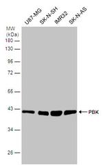 PBK Antibody in Western Blot (WB)