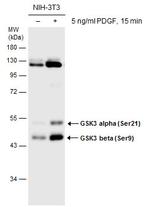 Phospho-GSK3B (Ser9) Antibody in Western Blot (WB)