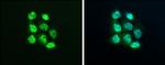 XPO5 Antibody in Immunocytochemistry (ICC/IF)