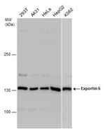 XPO5 Antibody in Western Blot (WB)