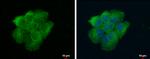 VPS18 Antibody in Immunocytochemistry (ICC/IF)